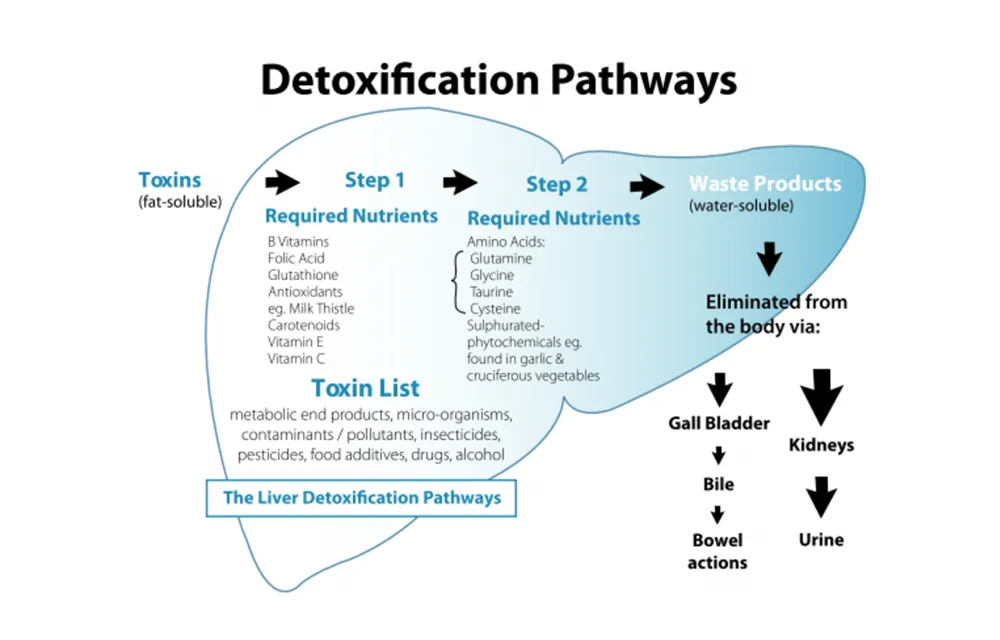 Diagram of detoxification pathways