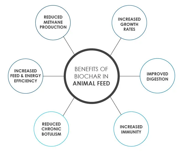 Benefits of biochar in animal feed: reduced methane, increased growth rates, improved digestion, increased immunity, reduced chronic botulism, better feed and energy efficiency