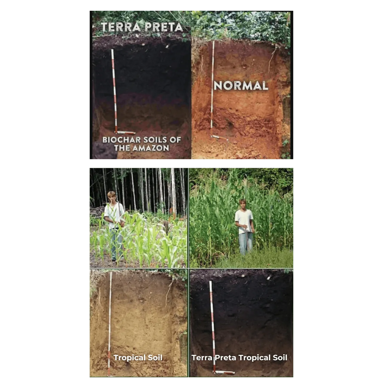 Terra Preta, the biochar soils of the Amazon, compared with normal tropical soil