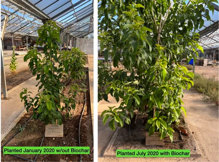 Avocado trees planted in 2020: without biochar on the left, with biochar on the right