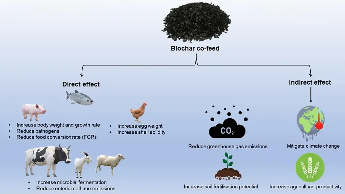Diagram of the direct and indirect effects of biochar as a co-feed for livestock